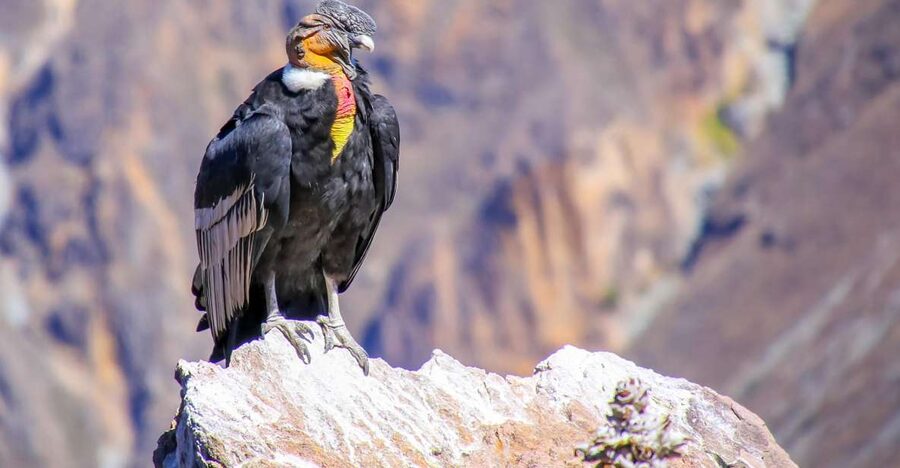 Full-Day Condor Viewpoint & Inca Sites Tour - Who should book this day?
