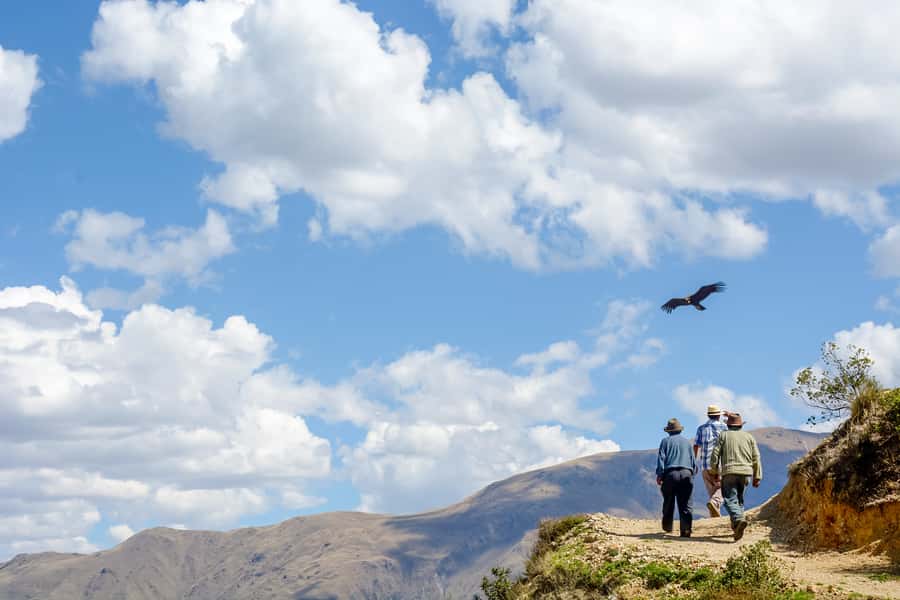 Full-Day Condor Viewpoint & Inca Sites Tour - Why the condor viewpoint is the star
