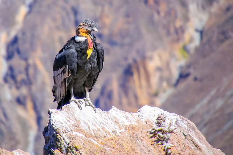 Full-Day Condor Viewpoint & Inca Sites Tour - Quillarumiyoc and the Inca view of the sky