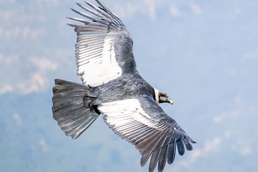 Full-Day Condor Viewpoint & Inca Sites Tour - What the 12-hour schedule really means