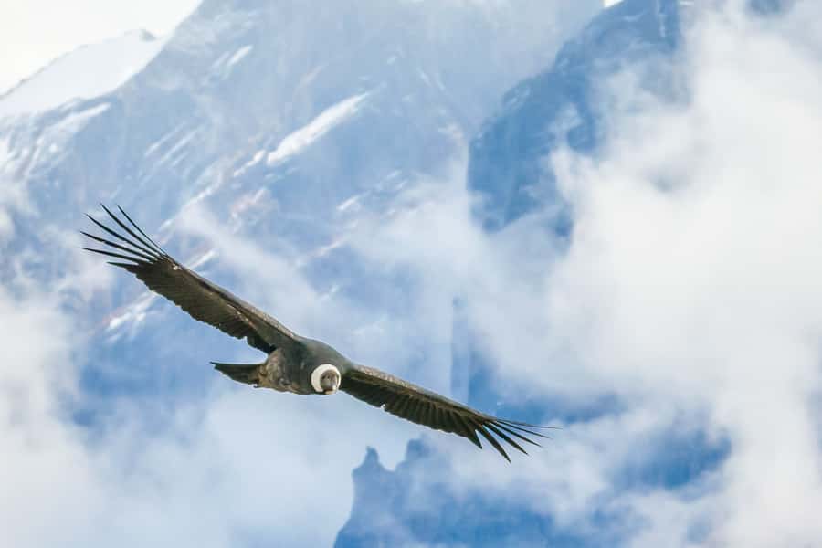 Full-Day Condor Viewpoint & Inca Sites Tour - Is $159 a fair price?