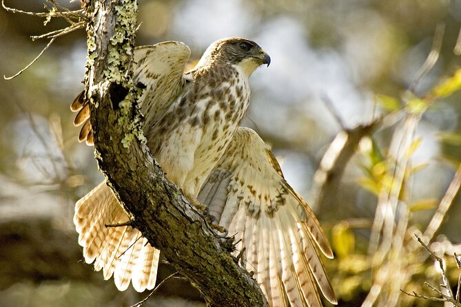 Full-Day Hakalau Forest Reserve Bird Watching Adventure - Crossing Hawaii Island by 4WD