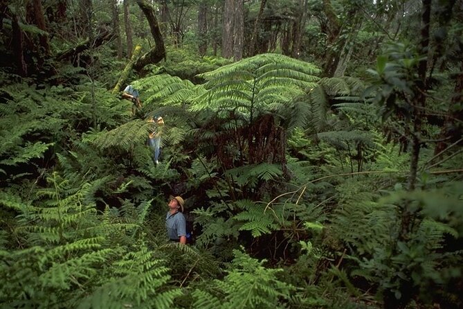 Full-Day Hakalau Forest Reserve Bird Watching Adventure - Walking through the Pua Akala tract