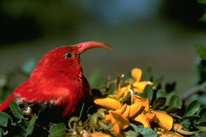 Full-Day Hakalau Forest Reserve Bird Watching Adventure - Lunch, water, and the practical comforts
