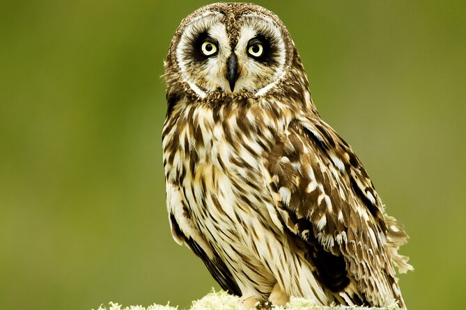 Full-Day Hakalau Forest Reserve Bird Watching Adventure - The early start from Kona