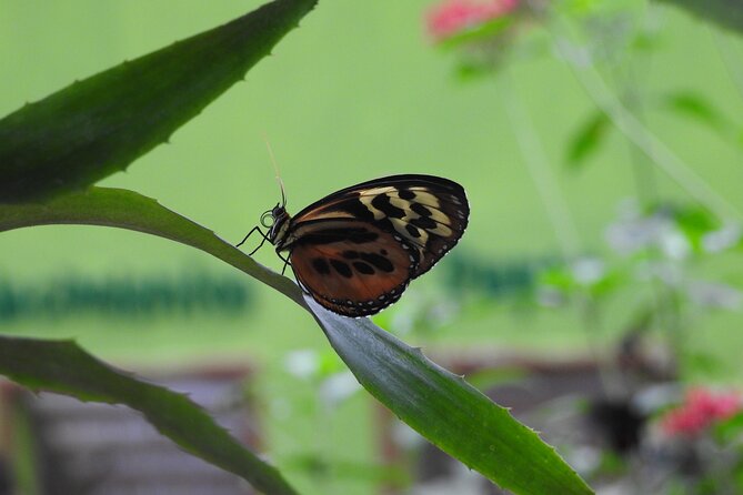 Full-Day Mindo Cloud Forest Tour Birdwatching Waterfalls and Hike - From Quito to the Pululahua crater
