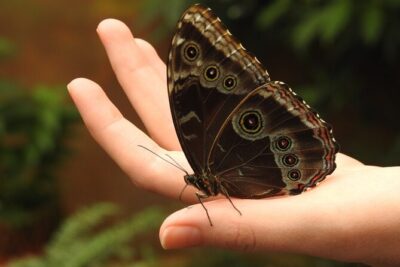 Full-Day Mindo Cloud Forest Tour Birdwatching Waterfalls and Hike