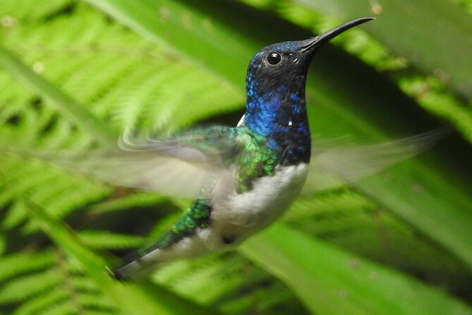 Full-Day Mindo Cloud Forest Tour Birdwatching Waterfalls and Hike - Kathy, Pato, and the private-tour advantage