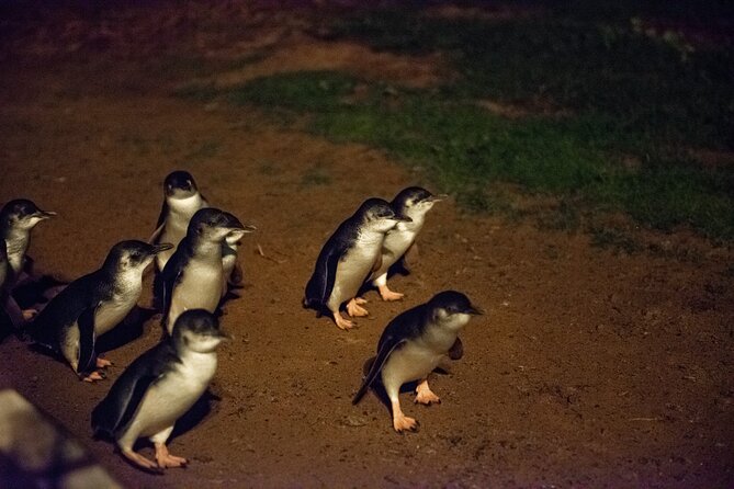 Full-Day Penguins and Wildlife Nature Experience from Melbourne - Cowes: a useful meal and town break