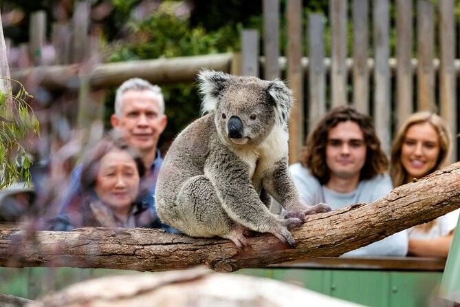 Full-Day Penguins and Wildlife Nature Experience from Melbourne - Food, comfort, and the 12-hour schedule