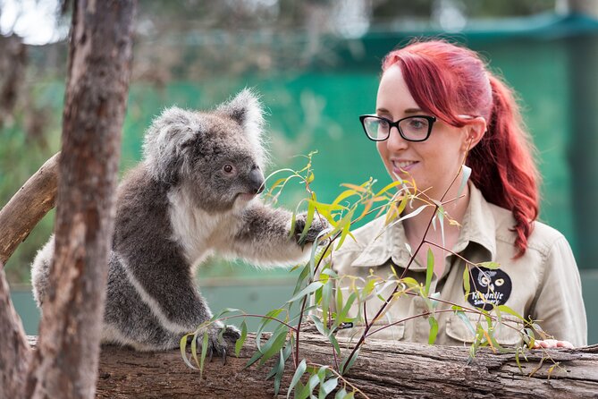Full-Day Phillip Island Tour with Kangaroo, Koala and Penguin Parade - Key points at a glance
