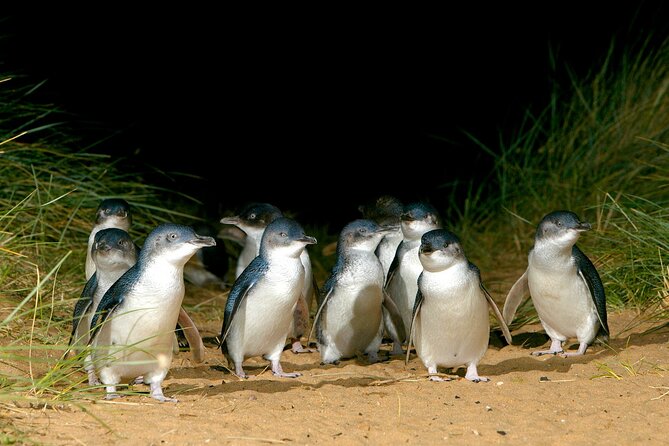 Full-Day Phillip Island Tour with Kangaroo, Koala and Penguin Parade - Moonlit Sanctuary starts the wildlife day