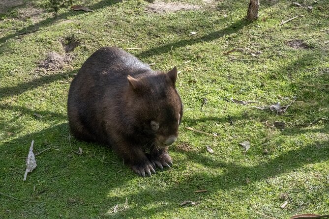 Full-Day Phillip Island Tour with Kangaroo, Koala and Penguin Parade - The Nobbies shows Phillip Island at its most dramatic