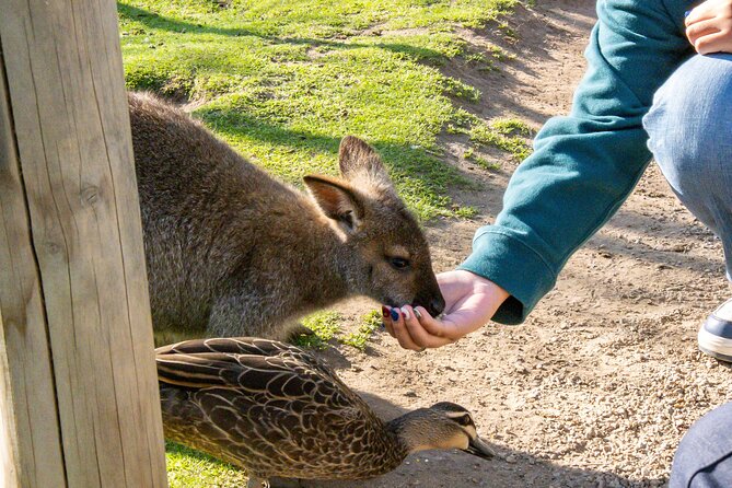 Full-Day Phillip Island Tour with Kangaroo, Koala and Penguin Parade - What the $104 price really covers