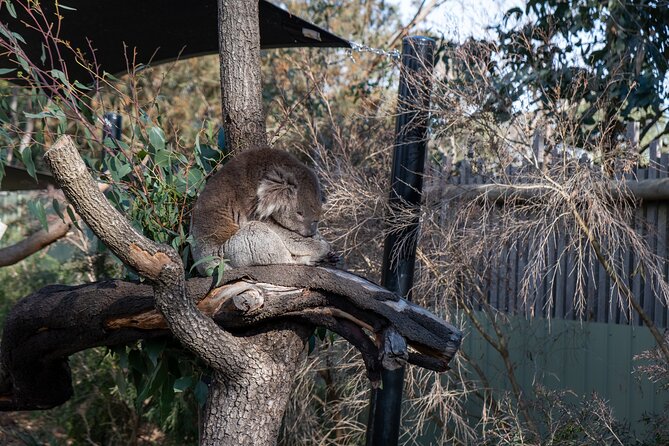 Full-Day Phillip Island Tour with Kangaroo, Koala and Penguin Parade - Cold evenings and strict wildlife rules