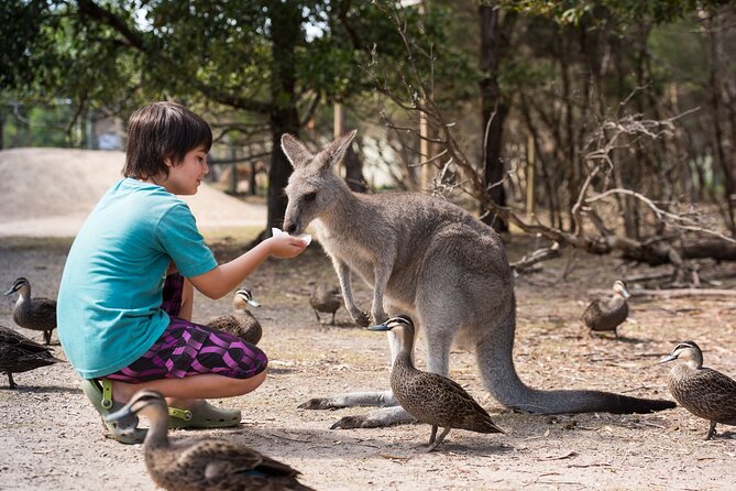 Full-Day Phillip Island Tour with Kangaroo, Koala and Penguin Parade - Woolamai Beach brings open coast and surf