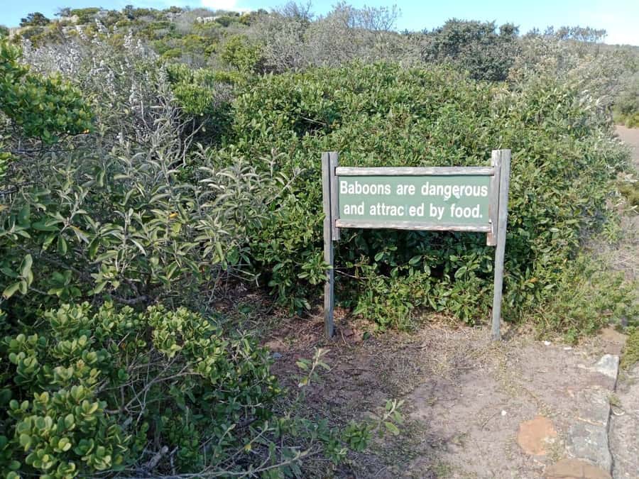 Full-Day Private Excursion: Cape of Good Hope and Penguins - Hout Bay offers a useful choice