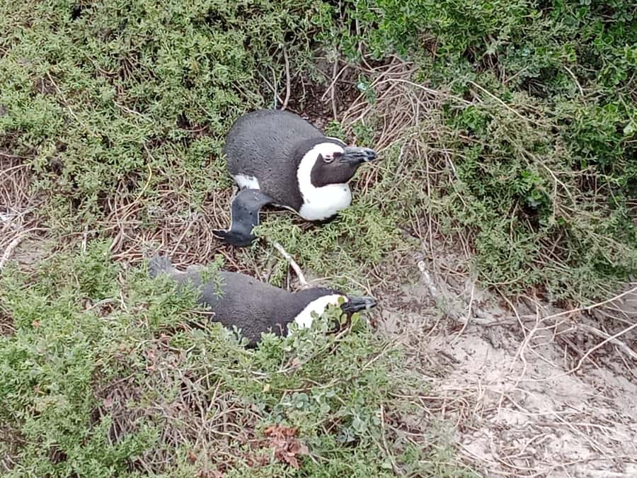 Full-Day Private Excursion: Cape of Good Hope and Penguins - Simons Town is the right place for lunch