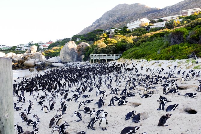 Full-Day Private Robben Island, Penguins & Cape of Good Hope Tour - A long day needs a practical pace