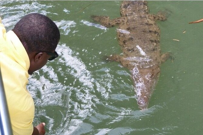 Full-Day South Coast - YS Falls, Pelican Bar & Black River Safari - Black River Safari: a quiet look at Jamaica’s wetlands
