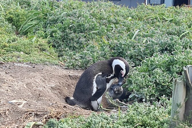 Full-Day Tour Stony Point Penguin Colony at Betty's Bay (up to 10 persons) - Lunch at Betty’s Bay and the three-hour stop