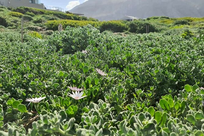 Full-Day Tour Stony Point Penguin Colony at Betty's Bay (up to 10 persons) - Simon’s guiding style and the photo service
