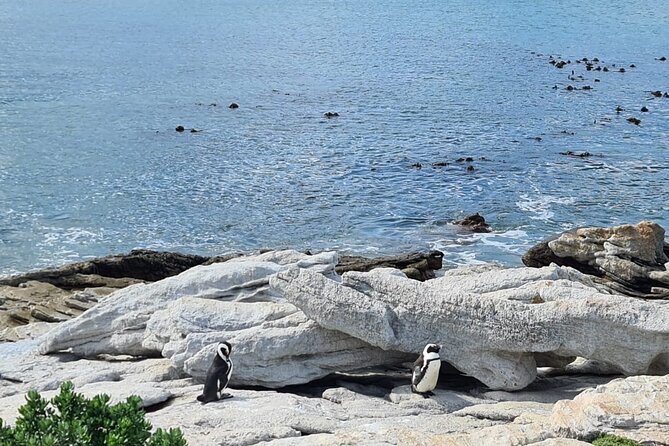 Full-Day Tour Stony Point Penguin Colony at Betty's Bay (up to 10 persons) - Who will get the most from this six-hour outing