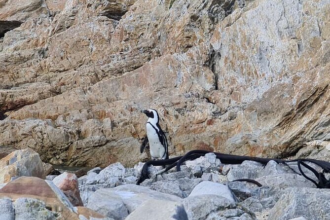 Full-Day Tour Stony Point Penguin Colony at Betty's Bay (up to 10 persons) - Stony Point: penguins beside an old harbor