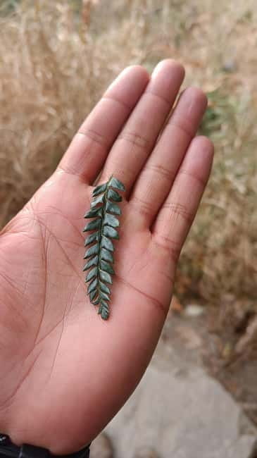 Gallu Waterfalls Hike - Woods, Birds, Nature, River & pool - Returning through Dharamkot