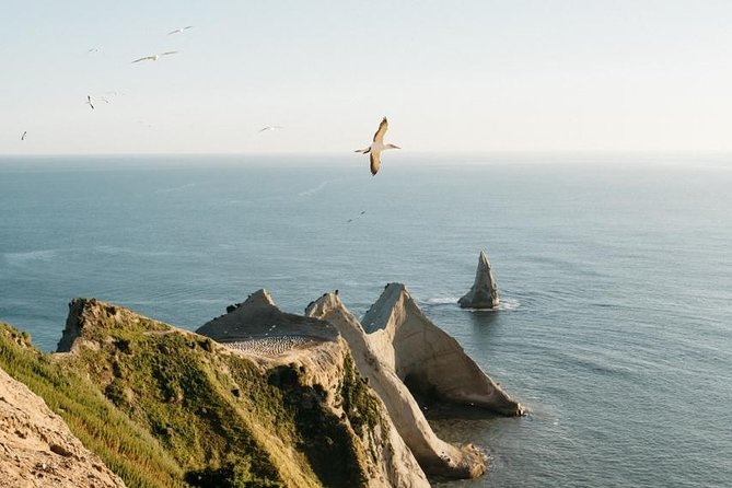 Gannet Safaris Overland tour to Cape Kidnappers Gannet Colony - Key points before you book