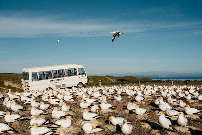 Gannet Safaris Overland tour to Cape Kidnappers Gannet Colony - What you will learn along the way