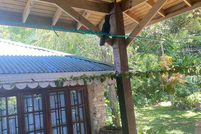 Great River Bamboo Rafting and Bird Sanctuary Combine Tour From Montego Bay - What the $120 price includes