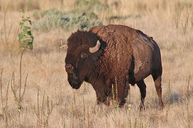 Great Salt Lake Birding and Nature Adventure - Crossing the Antelope Island Causeway