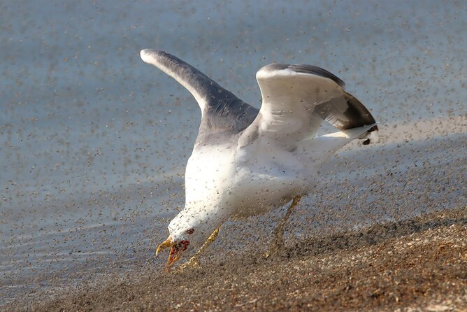 Great Salt Lake Birding and Nature Adventure - Farmington Bay where fresh and salt water meet