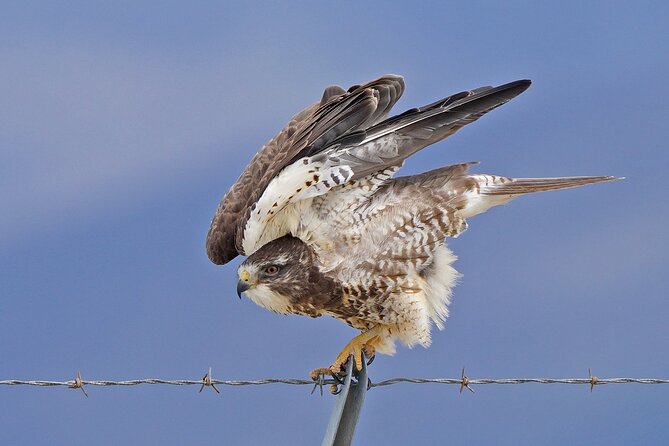 Great Salt Lake Birding and Nature Adventure - What a private guide adds