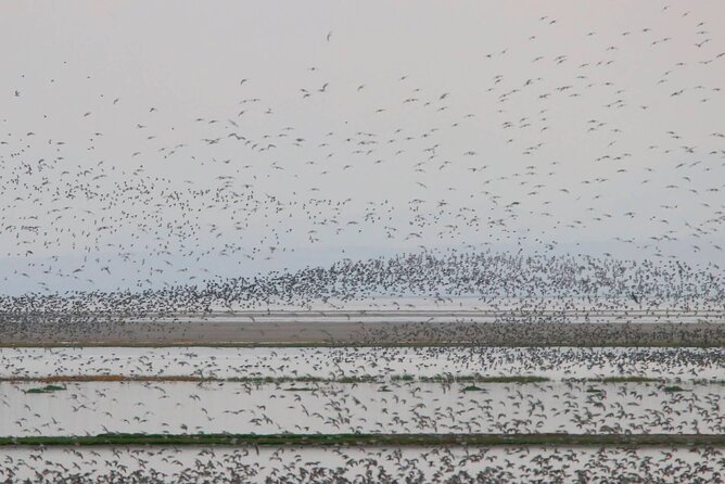 Great Salt Lake Birding and Nature Adventure - How the $179 price measures up