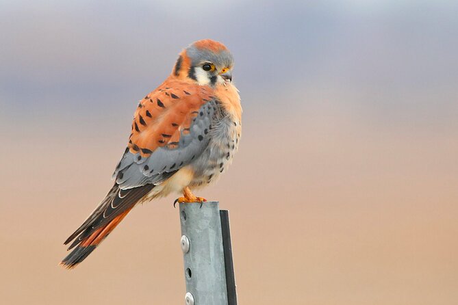 Great Salt Lake Birding and Nature Adventure - Who will enjoy this experience most