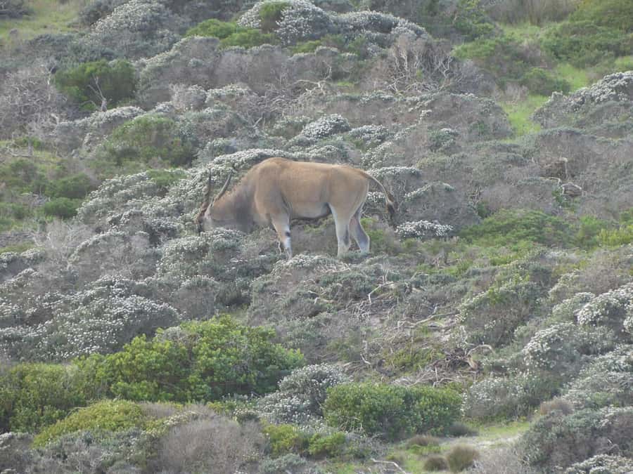 Group Tour of Cape of Good Hope and Boulders Beach Penguins - Starting in Cape Town’s neighborhoods