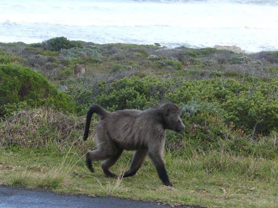 Group Tour of Cape of Good Hope and Boulders Beach Penguins - Cape Point and the New Cape Point Lighthouse