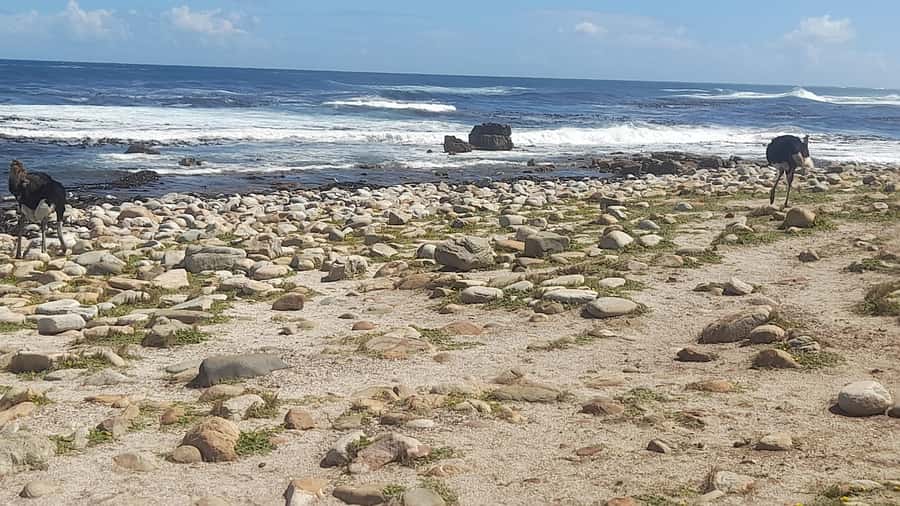 Group Tour of Cape of Good Hope and Boulders Beach Penguins - Boulders Beach and its penguin colony