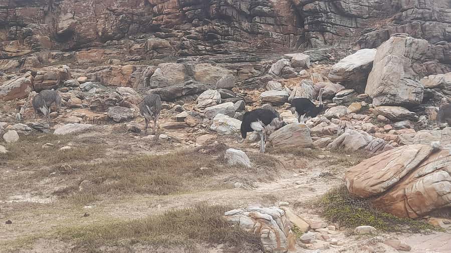 Group Tour of Cape of Good Hope and Boulders Beach Penguins - The guide and language question