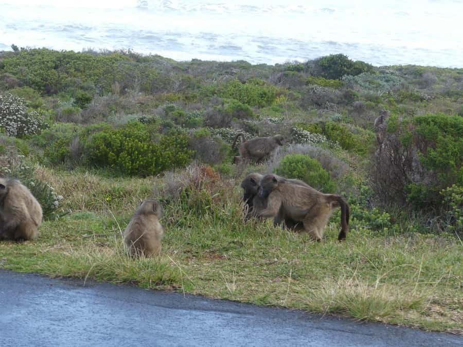 Group Tour of Cape of Good Hope and Boulders Beach Penguins - Hout Bay and Chapman’s Peak