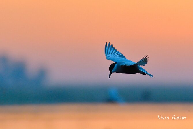 Guided Birdwatching day trip to the Danube Delta - private program - Letea, Caraorman, and Optional Land Excursions