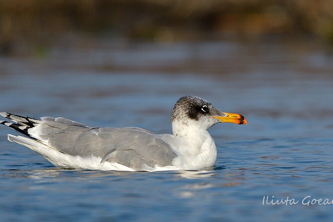 Guided Birdwatching day trip to the Danube Delta - private program - Is $578.41 Good Value for Six People?
