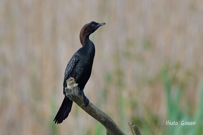 Guided Birdwatching day trip to the Danube Delta - private program - The Best Fit for Birders and Flexible Groups