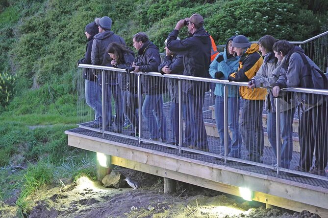 Guided Evening Penguin Viewing Otago Peninsula, Dunedin, New Zealand - Key points to know before you book