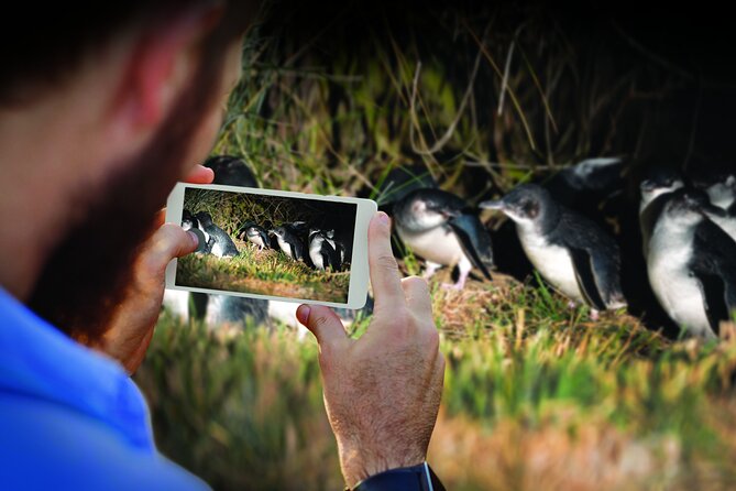 Guided Evening Penguin Viewing Otago Peninsula, Dunedin, New Zealand - A short introduction before the walk