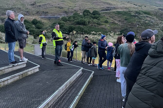 Guided Evening Penguin Viewing Otago Peninsula, Dunedin, New Zealand - Close views without disturbing the birds