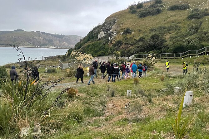 Guided Evening Penguin Viewing Otago Peninsula, Dunedin, New Zealand - Why the price can be good value
