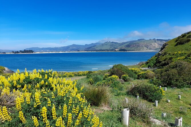 Guided Evening Penguin Viewing Otago Peninsula, Dunedin, New Zealand - Driving yourself to Harington Point